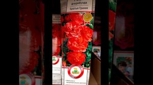 Розы флорибунды в 2025году. Какие сорта можно купить в магазинах. Описание и характеристика класса