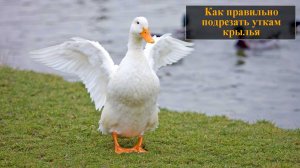 Как подрезать крылья уткам