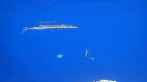 красноморский тилозур чистится