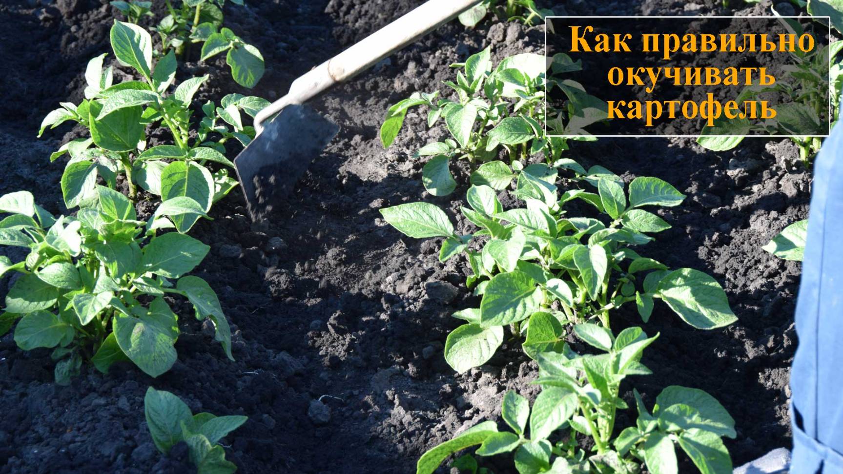 Окучивание картофеля