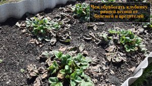 Чем обработать клубнику весной от болезней и вредителей
