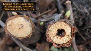 Борьба со стеклянницей на смородине