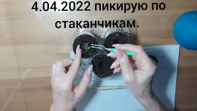 Синеголовник. От посева до цветения. смотреть онлайн