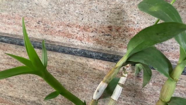 ORCHID BLOOMS | My Orchid Collection! #orchids #dendrobiums смотреть онлайн