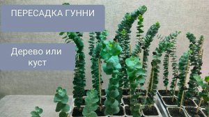 🟢ЭВКАЛИПТ ГУННИ. ТОНКОСТИ ФОРМИРОВАНИЯ И ПЕРЕСАДКА!
