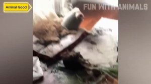 Самые смешные животные 😂 Приколы с котами и собаками 2025 😺🐶 Часть 15