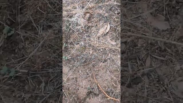 Civil war between two Pheidole sinica colony