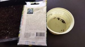 КАК ВЫРАСТИТЬ ГОЛУБУЮ ЕЛЬ ИЗ СЕМЯН ч.1 #туи #черенкование #питомникрастений #sorts #сад #дача #топ