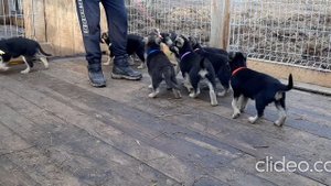 ЩЕНКИ ВЕО