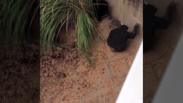 Шимпанзе издеваться над енотам. смотреть онлайн