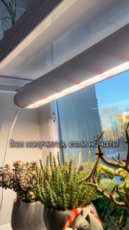 Сезон рассады в самом разгаре! 🌱