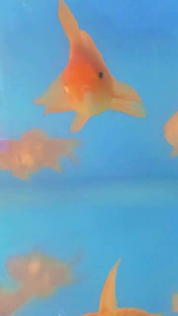 Three tailed fish in my district 💚 | #shorts #fish #fishing #Animal смотреть онлайн