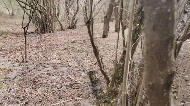 Фундук Трапезунд. Лещина. Крым. Симферополь. +26°. Один из вариантов при посадке. Собираем заказы. смотреть онлайн