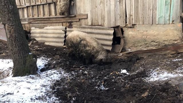 Сельская романтика . Кабанчик в своей стихии смотреть онлайн