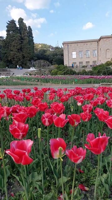 Прекрасный Парад Тюльпанов в самом разгаре.  #tulip #flowers