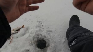 Рыбалка 07.01.2025