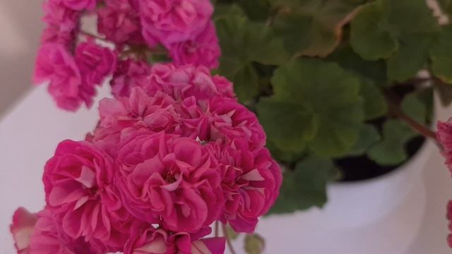 Ю_Грушенька, 2 года. 20.05.2024 смотреть онлайн