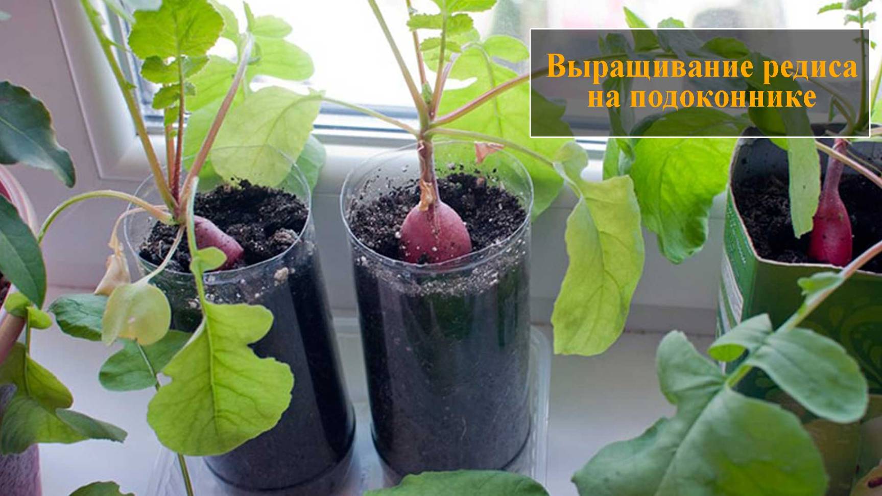 Выращивание редиса на подоконнике