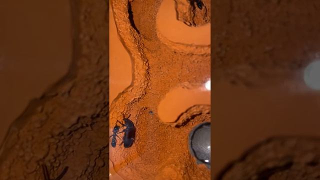 Tetraponera hunting in the nest смотреть онлайн