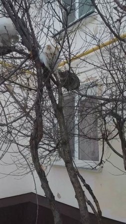 "лесные коты" в Уруссу