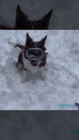 Адаптирован под погодные условия😎😂 ( видео про собак )