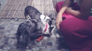 Собака и ребёнок: детские игрушки vs собачьи 🐕🧸