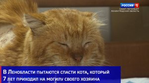 В Ленобласти пытаются спасти кота, который 7 лет приходил на могилу своего хозяина