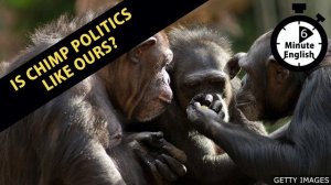Is chimp politics like ours？ - 6 Minute English