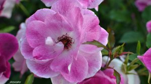 Основная тема недели с 10 по 16 марта 2025 года 💖для всех знаков Зодиака. 
Лунное затмение.