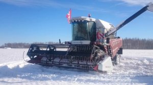Омск,уборка пшеницы.