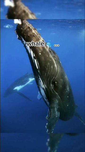 Did you know how animals sleep?😴🐘pt.3 смотреть онлайн