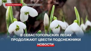 В севастопольских лесах продолжают цвести подснежники