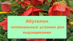 Абутилон - оптимальные условия для выращивания