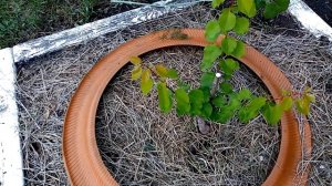 Обзор роста саженцев персика и абрикоса !Overview of the growth of peach and apricot seedlings!