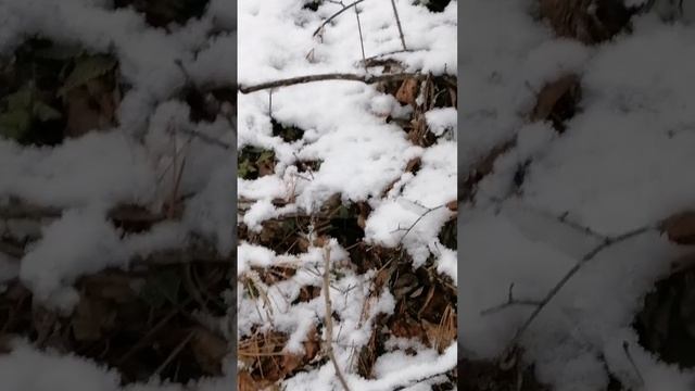 Первые прогулки