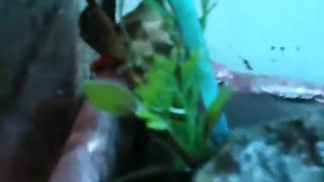 Strawberry Hermit Crabs, Coenobita perlatus смотреть онлайн