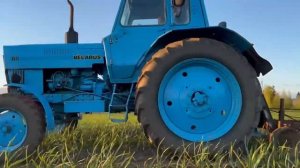 трактор МТЗ 80 работает на чесночном поле