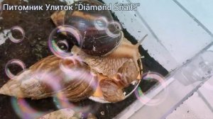 Фулика и Иммакуляты кушают 🥕🥕🥕