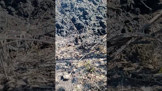 сажу капусту в высокую грядку на рассаду.