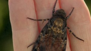 Курьёзы природного мира 2 сезон 4 серия «Хитрые самозванцы» (документальный сериал, 2013)