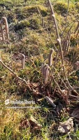 Фундук Трапезунд.Посадка под наклоном.Часть первая.Теория. #сад #дача