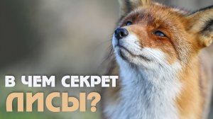 Самые интересные и необычные факты о лисах