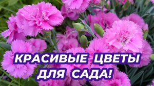Эти цветы стоит посадить в саду! Красивые и неприхотливые многолетники для сада