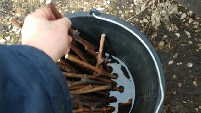 Виноград. С началом сезона !!! Укореняем черенки смотреть онлайн