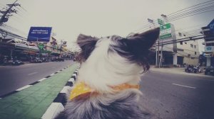 ТЭГ: Мой первый раз на велосипеде | Чихуахуа Софи 🐕🚴♀️