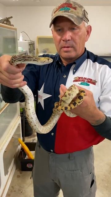 The Loudest Hissing Snake 😳 #shorts смотреть онлайн