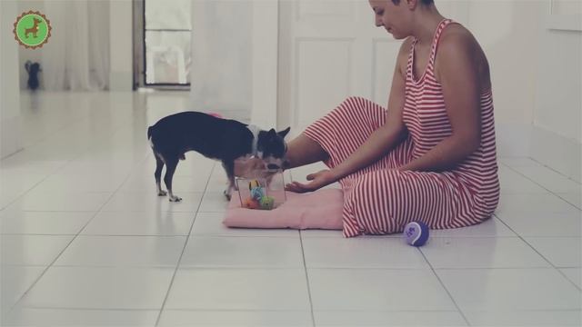 Моя собака — видеоблогер! | Догмама Блог 🐕🎥