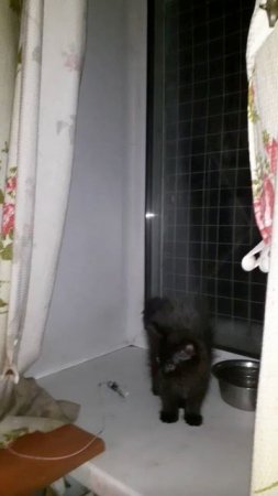 Моется котик.