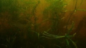 Плотва в аквариуме.mp4