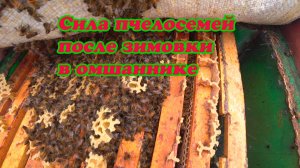 СОСТОЯНИЕ НАШИХ ПЧЕЛОСЕМЕЙ, ПОСЛЕ ВЫСТАВКИ ПЧЁЛ НА ТОЧОК.